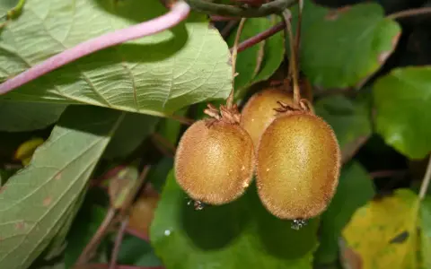 Trois kiwis velus pendent d'une branche. L'un d'eux est prêt à être cueilli, parfait pour planter un kiwi autofertile.