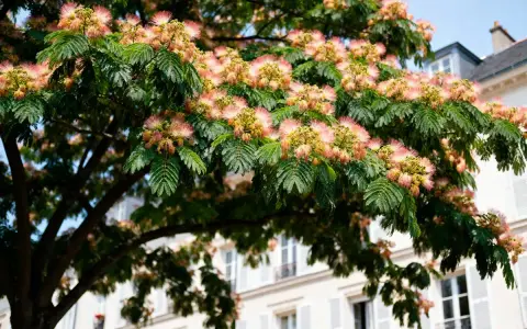 Un arbre à soie aux fleurs roses et jaunes épanouies, avec des feuilles vertes luxuriantes, se dresse devant un immeuble parisien.