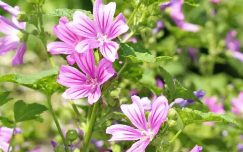 Zarte, pinke Blüten der **wilden Malve** mit dunkleren Streifen entfalten sich im satten Grün.