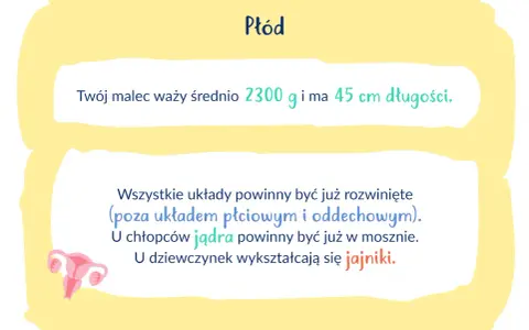 Na etapie 34 tygodnia ciąży płód waży ok. 2300 g i mierzy 45 cm. Rozwijają się jego narządy płciowe.