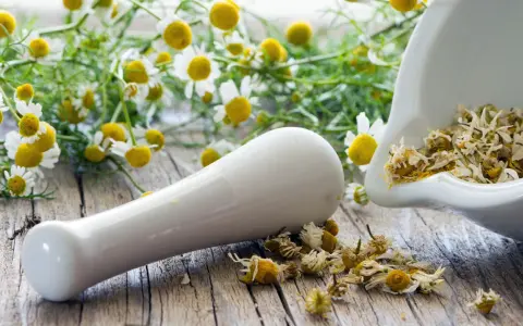 Mörser mit getrockneten Kamillenblüten und frischen Kamillenblumen im Hintergrund. Kamillentee bei Nierenschmerzen kann Linderung verschaffen.
