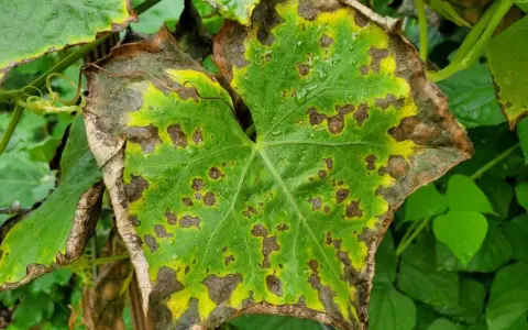 Blatt mit braunen Flecken und gelben Rändern, deutet auf Kaliummangel hin.