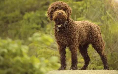 Brązowy lagotto romagnolo z kręconą sierścią stoi na tle zieleni.