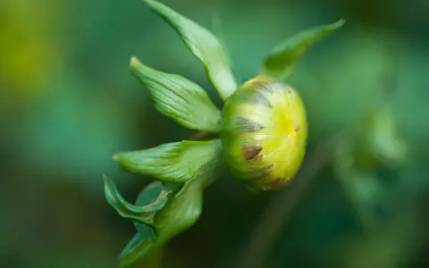 En grön dahlia knopp, som ännu inte blommar, med mjuka bladverk i bakgrunden.