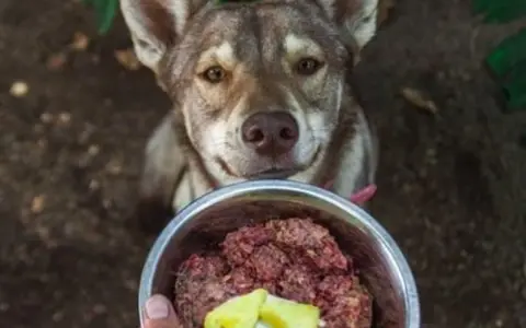 Chien regardant un bol de nourriture crue. Avis vétérinaire sur le barf chien : une alimentation saine.