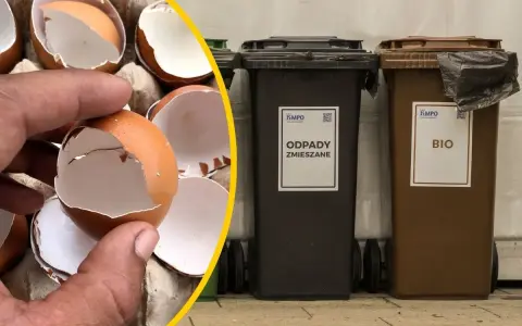 Skorupki jajek w dłoni obok koszy na odpady: zmieszane i bio.