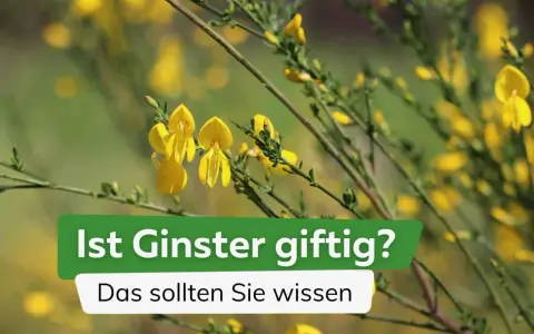 Gelber Ginster blüht üppig. Ist Ginster giftig? Die Frage wird hier beantwortet.
