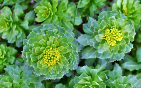 Gros plan sur des rosettes de feuilles vertes et charnues, certaines avec des bourgeons floraux jaunes. Ces plantes rappellent les bienfaits de la rhodiola.