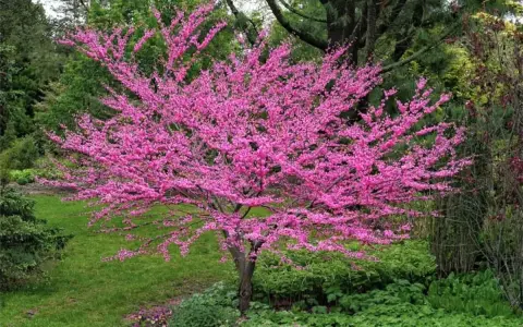 Magnifique arbre de Judée en pleine floraison, ses branches chargées de fleurs roses éclatantes se dressent fièrement dans un jardin verdoyant.