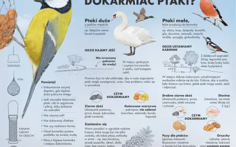 Słonina dla ptaków to dobry pokarm zimą. Na ilustracji widać różne rodzaje karmników i ptaki.