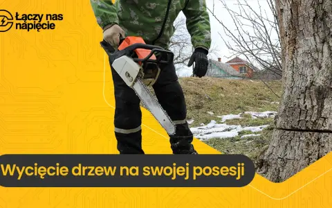 Czy na wycięcie drzewa trzeba mieć pozwolenie? Sprawdź, by uniknąć kary