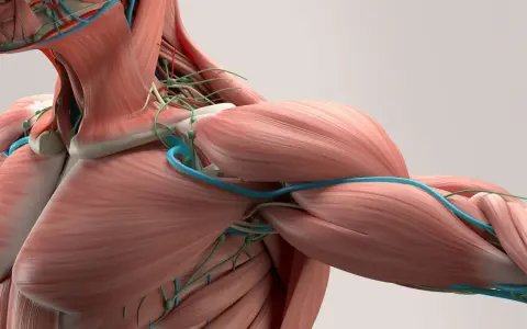 Anatomia mięśni i naczyń krwionośnych szyi i ramienia.