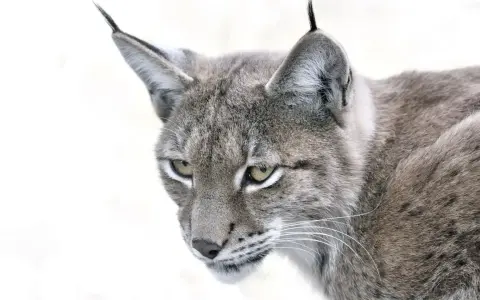 Portrait d'un lynx au pelage gris tacheté, ses yeux perçants fixent l'objectif. La taille de ce félin sauvage est impressionnante.