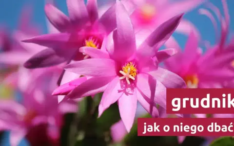 Grudnik: Jak kwitnie i co zrobić, by obsypał się kwiatami?