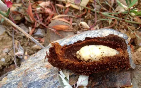 Larva de gusano cabezudo en su capullo de tierra. Aprende cómo eliminar el gusano cabezudo para proteger tus plantas.