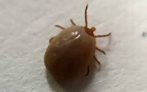 Garrapata solitaria, un recordatorio de las plagas de garrapatas que pueden afectar a mascotas y humanos.