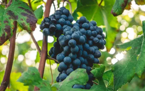 Reife, dunkle Nebbiolo Trauben hängen an der Rebe, umgeben von grünen Blättern und Sonnenlicht.