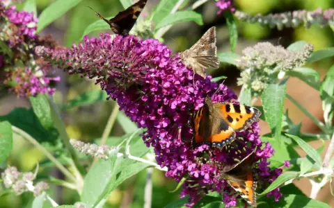 Fjärilar besöker en lila syrenhortensia, en invasiv buddleja.