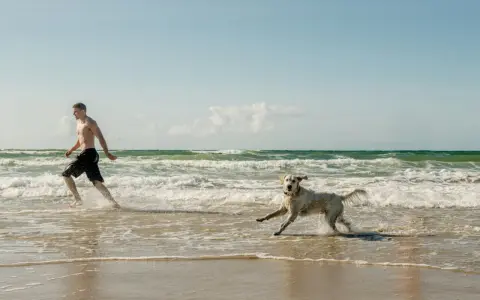 En man och hans hund njuter av en hund resa till Danmark vid havet. De springer glatt i vattnet på en sandstrand.