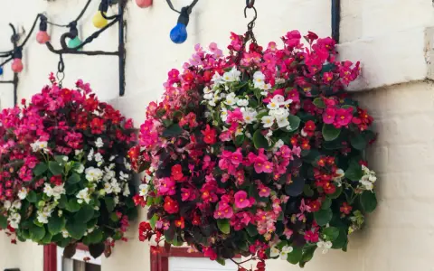 Bunte Begonien schmücken den Balkon. Hängende Körbe voller roter, pinker und weißer Blüten leuchten vor der Hauswand.