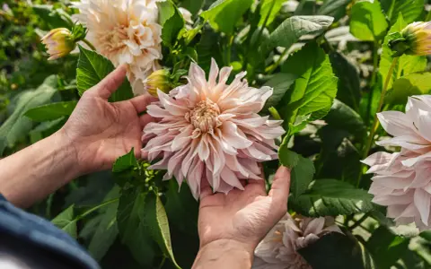 Händer som varsamt håller en stor, ljusrosa dalia blomma bland gröna blad.