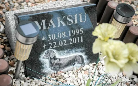 Pies na cmentarzu? Co mówią przepisy i jak uniknąć mandatu?
