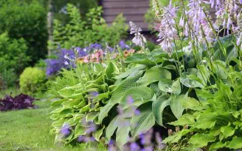 En lummig trädgård med frodiga blad och lila blommor. En perfekt plats att plantera perenner för en vacker sommar.