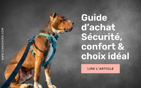 Un chien portant un harnais bleu est assis, regardant vers la droite. Le texte indique "Guide d'achat Sécurité, confort & choix idéal". Le bon **taille harnais** est essentiel.