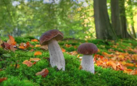 Grzybobranie z noclegiem: Polska. Gdzie znajdziesz grzybowe eldorado?