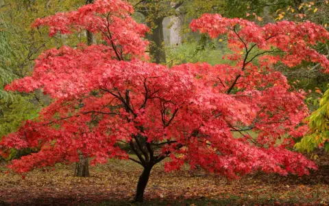 Un magnifique érable du Japon aux feuilles rouge vif, baignant dans la lumière automnale.