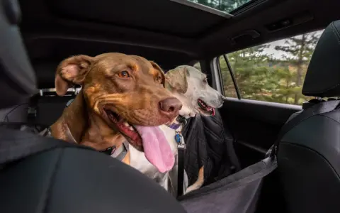 Deux chiens, dont un chien stressé en voiture, regardent par la fenêtre. Le chien marron a la langue pendante.