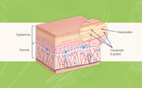 Hautschichten: Epidermis und Dermis. Nahaufnahme zeigt Hautzellen und die wichtige Ceramide (Lipide) Wirkung für die Hautbarriere.