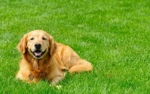 A happy Golden Retriever lies on lush green grass, enjoying the outdoors. This is what pet grass is all about: a happy dog in a beautiful, natural setting.