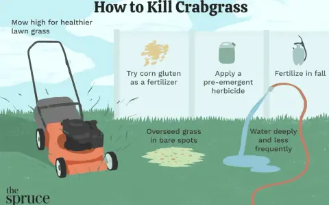 Learn how to kill crabgrass by mowing high, using corn gluten as fertilizer, applying pre-emergent herbicide, overseeding bare spots, and watering deeply.