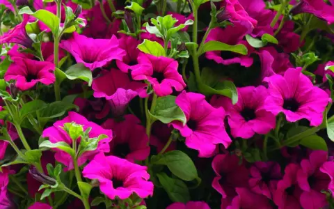 Gros plan sur une jardinière débordante de pétunias fuchsia éclatants. Difficile de compter combien de pétunia dans une jardinière tant ils sont nombreux et luxuriants.