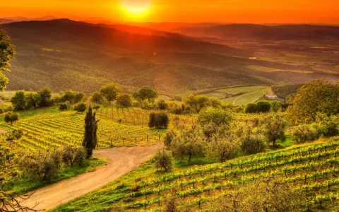 Solnedgång över böljande kullar med vingårdar och olivträd i Toscana. Perfekta toscana tips för en drömresa.