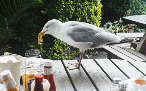 Gaviota roba comida de mesa. Un método casero para ahuyentar pájaros sería no dejar comida expuesta.