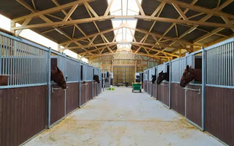 Cheval curieux dans sa stalle, dans une écurie moderne offrant une stabulation libre spacieuse et lumineuse.