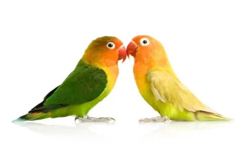 Due inseparabili pappagallini si guardano. Meglio pappagallo maschio o femmina? Entrambi sono bellissimi e colorati.