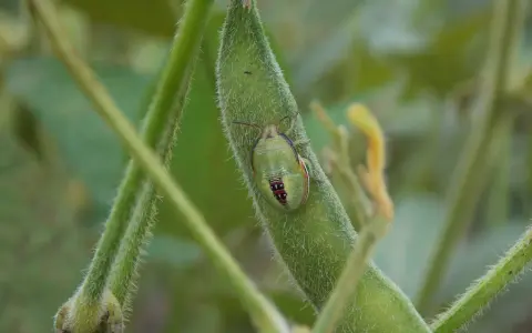 Un insecto verde con marcas rojas y negras, una de las chinches de campo, descansa sobre una vaina de soja peluda.