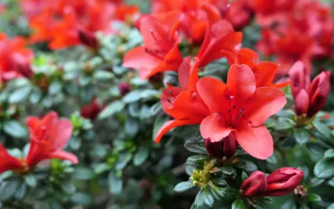Rojo vibrante de azaleas en flor, con detalles de sus pétalos y hojas verdes. Consejos para sus azalea cuidados.