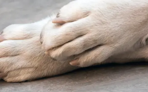 Pattes douces d'un chien, peut-être en phase terminale de cancer, reposant l'une sur l'autre.