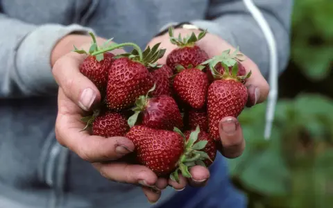 Hands cradle a bounty of ripe, red strawberries, a testament to the continuous harvest from day neutral strawberry plants.