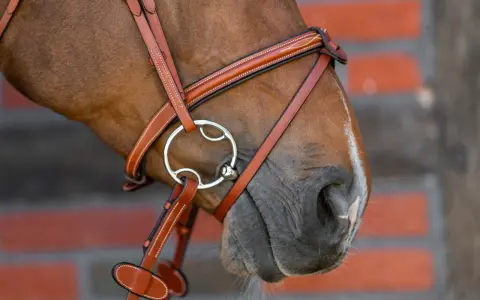 Nahaufnahme eines Pferdekopfes mit braunem Lederzaumzeug und einem Pelham Gebiss. Die Wirkung des Gebisses wird durch die feine Verarbeitung des Zaumzeugs unterstrichen.