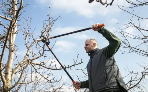 Man beskär bigarråträd med en lång grensax mot en blå himmel.
