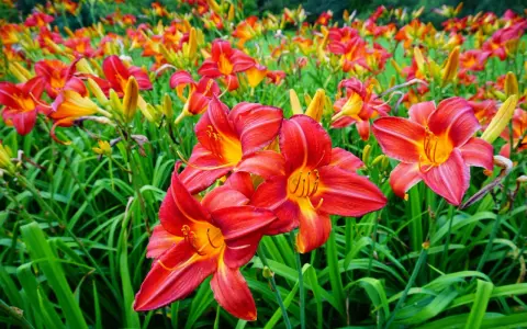 Ein Feld voller leuchtend roter und gelber Taglilien. Der ideale Taglilien Standort ist sonnig, um diese Blütenpracht zu genießen.