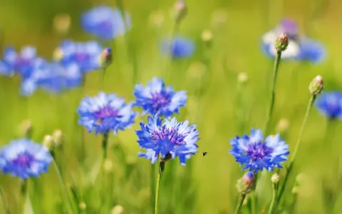 Champ de bleuets éclatants, une petite abeille vole près d'une fleur. L'eau de bleuet, bien que belle, peut présenter un danger.