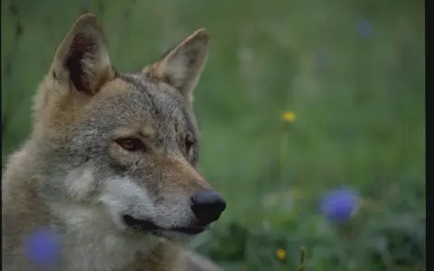 En varg tittar ut över en grön äng med några blå och gula blommor. Det är som att se en varg måla sig själv i naturen.