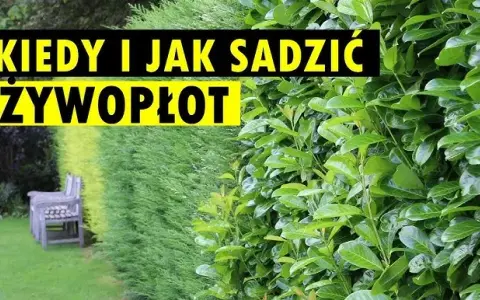 Jak sadzić żywopłot, aby uniknąć błędów i cieszyć się pięknem roślin