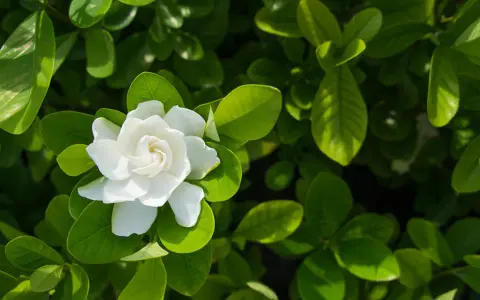 A single white gardenia flower blooms amidst lush green leaves, hinting at its potential gardenia flower benefits for skin.